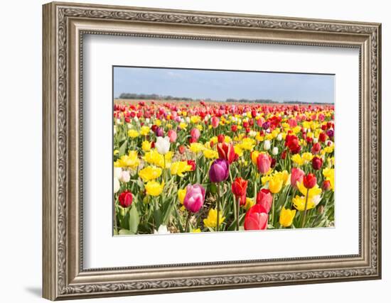 Field of Beautiful Colorful Tulips in the Netherlands-kruwt-Framed Photographic Print