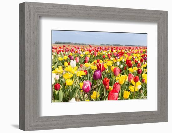 Field of Beautiful Colorful Tulips in the Netherlands-kruwt-Framed Photographic Print