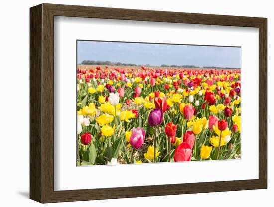 Field of Beautiful Colorful Tulips in the Netherlands-kruwt-Framed Photographic Print