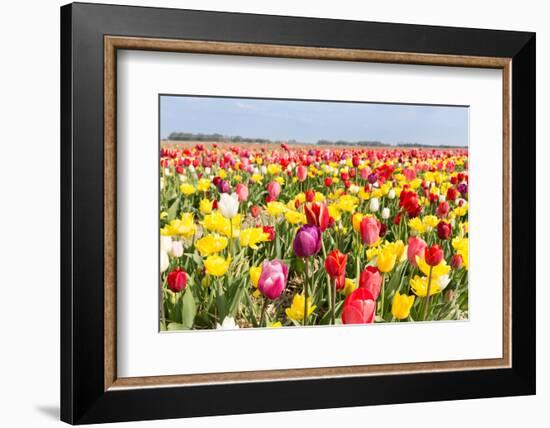 Field of Beautiful Colorful Tulips in the Netherlands-kruwt-Framed Photographic Print