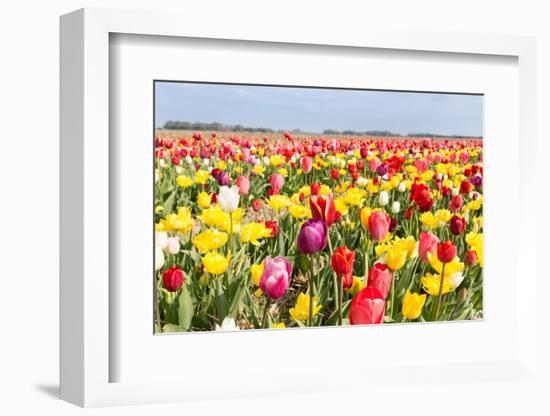 Field of Beautiful Colorful Tulips in the Netherlands-kruwt-Framed Photographic Print