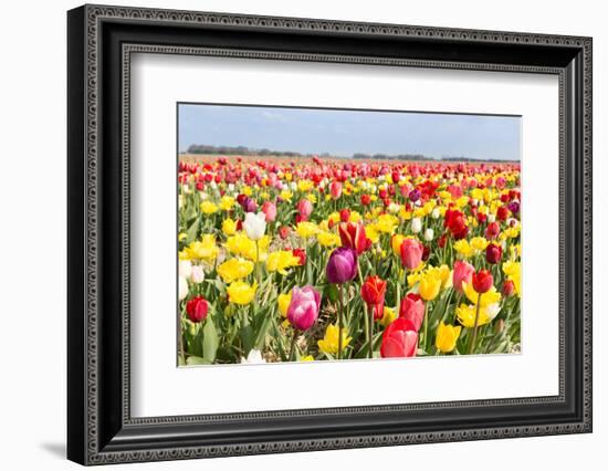 Field of Beautiful Colorful Tulips in the Netherlands-kruwt-Framed Photographic Print