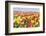 Field of Beautiful Colorful Tulips in the Netherlands-kruwt-Framed Photographic Print