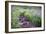 Field of Beauty I-Dan Ballard-Framed Photographic Print