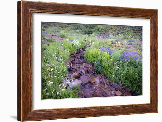 Field of Beauty I-Dan Ballard-Framed Photographic Print