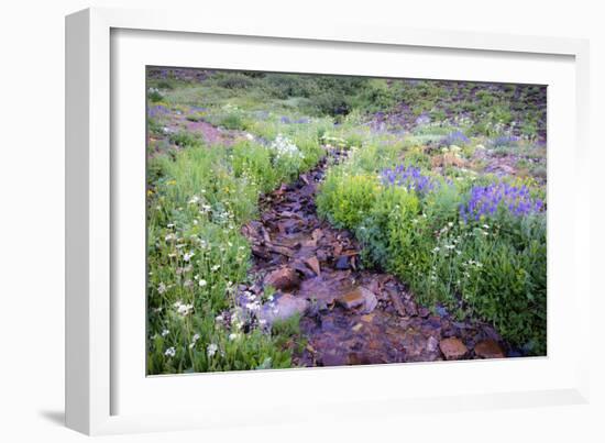 Field of Beauty I-Dan Ballard-Framed Photographic Print