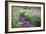 Field of Beauty I-Dan Ballard-Framed Photographic Print