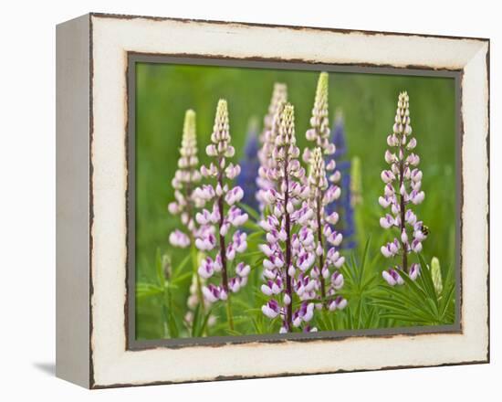 Field of Blooming Lupine Flowers and Bee, Acadia National Park, Maine, USA-Nancy Rotenberg-Framed Premier Image Canvas