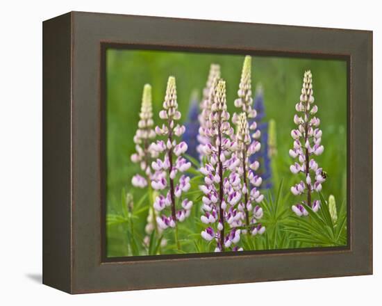 Field of Blooming Lupine Flowers and Bee, Acadia National Park, Maine, USA-Nancy Rotenberg-Framed Premier Image Canvas