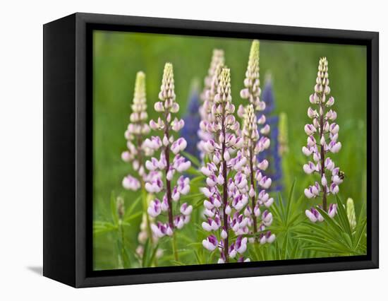 Field of Blooming Lupine Flowers and Bee, Acadia National Park, Maine, USA-Nancy Rotenberg-Framed Premier Image Canvas