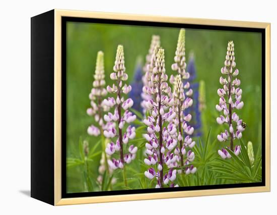 Field of Blooming Lupine Flowers and Bee, Acadia National Park, Maine, USA-Nancy Rotenberg-Framed Premier Image Canvas