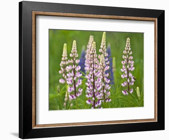 Field of Blooming Lupine Flowers and Bee, Acadia National Park, Maine, USA-Nancy Rotenberg-Framed Photographic Print