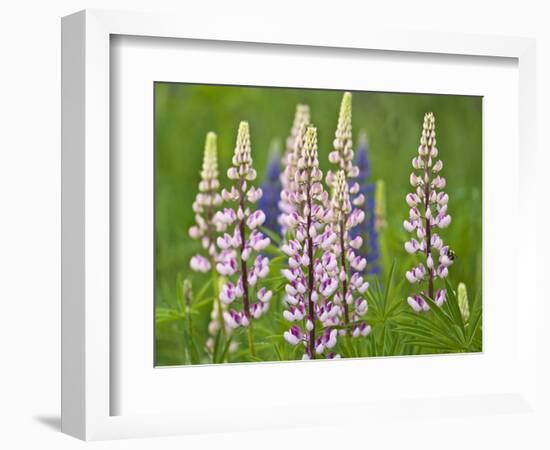 Field of Blooming Lupine Flowers and Bee, Acadia National Park, Maine, USA-Nancy Rotenberg-Framed Photographic Print