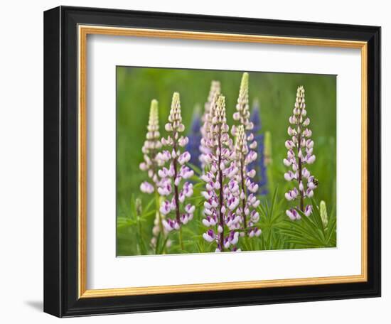 Field of Blooming Lupine Flowers and Bee, Acadia National Park, Maine, USA-Nancy Rotenberg-Framed Photographic Print