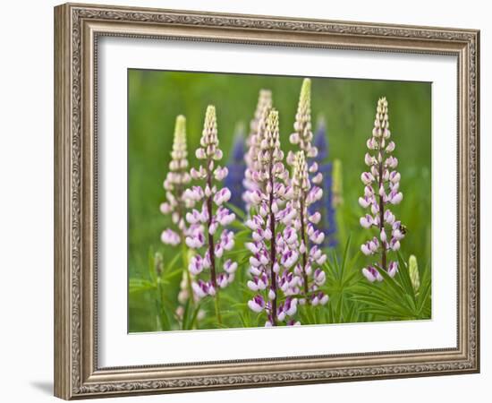 Field of Blooming Lupine Flowers and Bee, Acadia National Park, Maine, USA-Nancy Rotenberg-Framed Photographic Print