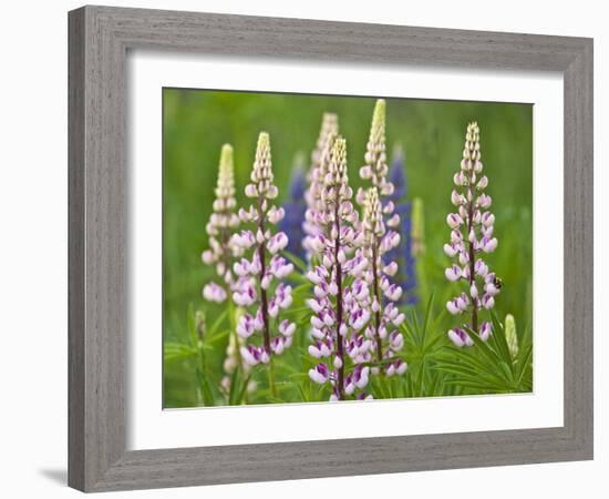 Field of Blooming Lupine Flowers and Bee, Acadia National Park, Maine, USA-Nancy Rotenberg-Framed Photographic Print