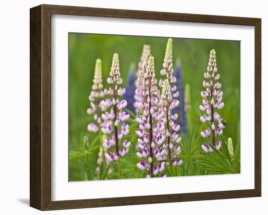 Field of Blooming Lupine Flowers and Bee, Acadia National Park, Maine, USA-Nancy Rotenberg-Framed Photographic Print