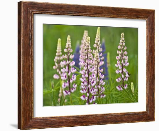 Field of Blooming Lupine Flowers and Bee, Acadia National Park, Maine, USA-Nancy Rotenberg-Framed Photographic Print