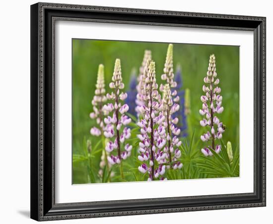 Field of Blooming Lupine Flowers and Bee, Acadia National Park, Maine, USA-Nancy Rotenberg-Framed Photographic Print