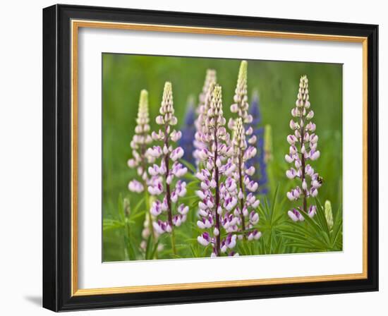 Field of Blooming Lupine Flowers and Bee, Acadia National Park, Maine, USA-Nancy Rotenberg-Framed Photographic Print