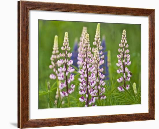 Field of Blooming Lupine Flowers and Bee, Acadia National Park, Maine, USA-Nancy Rotenberg-Framed Photographic Print