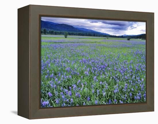 Field of Blue Camas Wildflowers near Huson, Montana, USA-Chuck Haney-Framed Premier Image Canvas