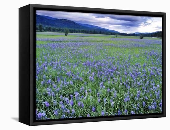 Field of Blue Camas Wildflowers near Huson, Montana, USA-Chuck Haney-Framed Premier Image Canvas