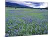 Field of Blue Camas Wildflowers near Huson, Montana, USA-Chuck Haney-Mounted Photographic Print