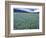 Field of Blue Camas Wildflowers near Huson, Montana, USA-Chuck Haney-Framed Photographic Print