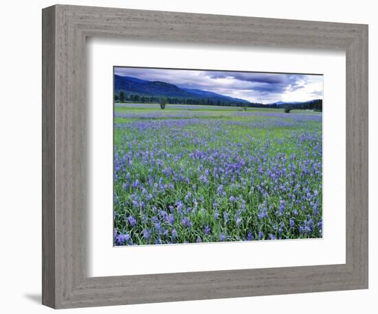 Field of Blue Camas Wildflowers near Huson, Montana, USA-Chuck Haney-Framed Photographic Print