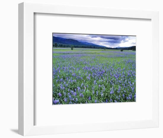 Field of Blue Camas Wildflowers near Huson, Montana, USA-Chuck Haney-Framed Photographic Print