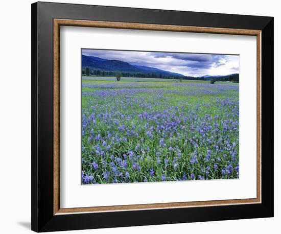 Field of Blue Camas Wildflowers near Huson, Montana, USA-Chuck Haney-Framed Photographic Print