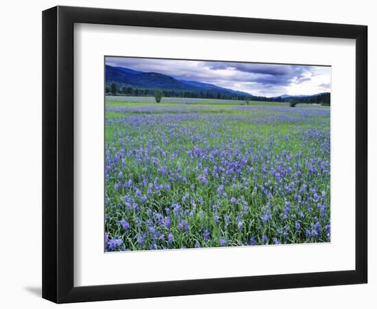 Field of Blue Camas Wildflowers near Huson, Montana, USA-Chuck Haney-Framed Photographic Print