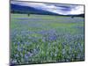 Field of Blue Camas Wildflowers near Huson, Montana, USA-Chuck Haney-Mounted Photographic Print