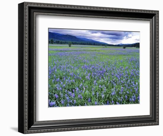 Field of Blue Camas Wildflowers near Huson, Montana, USA-Chuck Haney-Framed Photographic Print