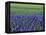 Field of Blue Hyacinths at Lisse in the Netherlands, Europe-Murray Louise-Framed Premier Image Canvas