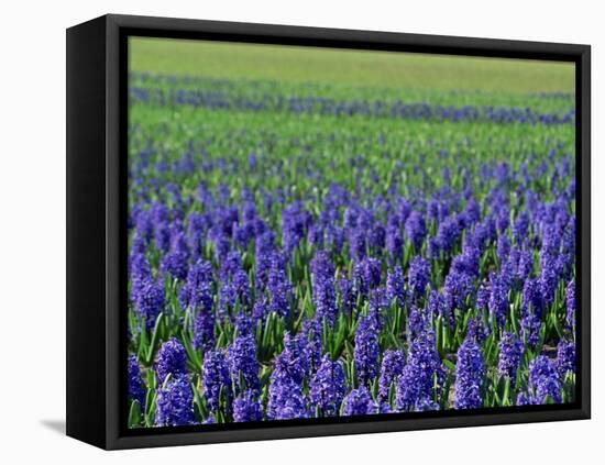 Field of Blue Hyacinths at Lisse in the Netherlands, Europe-Murray Louise-Framed Premier Image Canvas