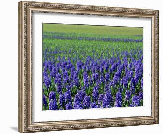 Field of Blue Hyacinths at Lisse in the Netherlands, Europe-Murray Louise-Framed Photographic Print