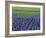 Field of Blue Hyacinths at Lisse in the Netherlands, Europe-Murray Louise-Framed Photographic Print