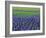 Field of Blue Hyacinths at Lisse in the Netherlands, Europe-Murray Louise-Framed Photographic Print