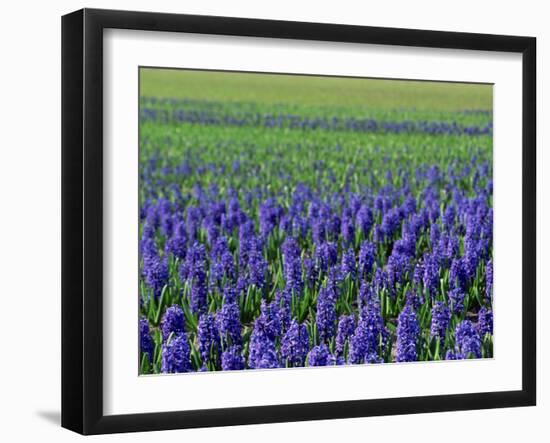 Field of Blue Hyacinths at Lisse in the Netherlands, Europe-Murray Louise-Framed Photographic Print