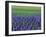 Field of Blue Hyacinths at Lisse in the Netherlands, Europe-Murray Louise-Framed Photographic Print