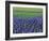 Field of Blue Hyacinths at Lisse in the Netherlands, Europe-Murray Louise-Framed Photographic Print