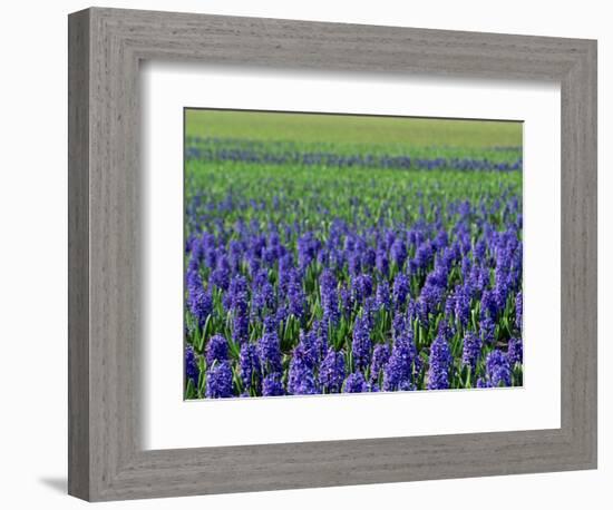 Field of Blue Hyacinths at Lisse in the Netherlands, Europe-Murray Louise-Framed Photographic Print