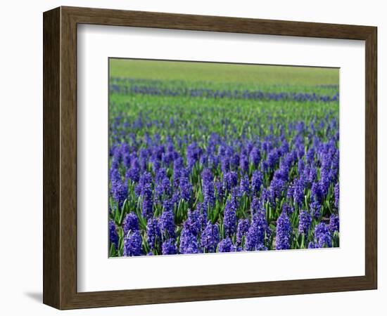 Field of Blue Hyacinths at Lisse in the Netherlands, Europe-Murray Louise-Framed Photographic Print