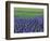 Field of Blue Hyacinths at Lisse in the Netherlands, Europe-Murray Louise-Framed Photographic Print