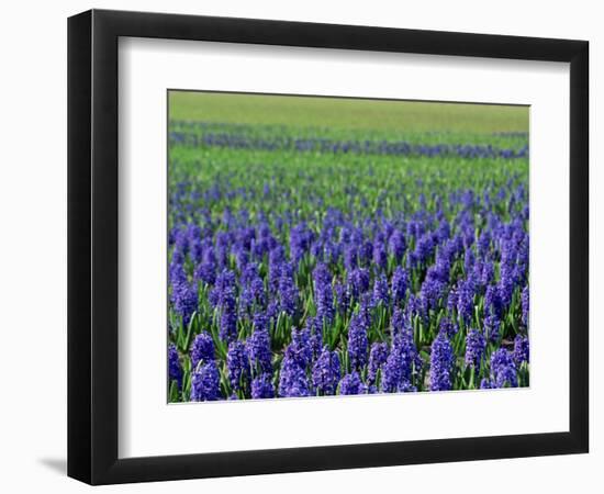 Field of Blue Hyacinths at Lisse in the Netherlands, Europe-Murray Louise-Framed Photographic Print