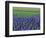 Field of Blue Hyacinths at Lisse in the Netherlands, Europe-Murray Louise-Framed Photographic Print