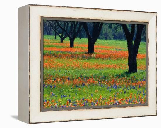 Field of Bluebonnets and Indian Paintbrush-Darrell Gulin-Framed Premier Image Canvas