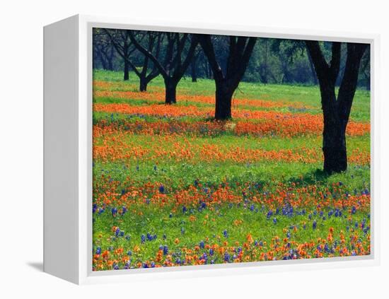 Field of Bluebonnets and Indian Paintbrush-Darrell Gulin-Framed Premier Image Canvas